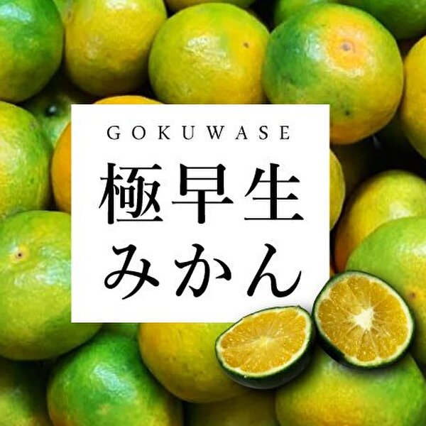 甘酸っぱい【極早生みかん】の発送が始まりました♬