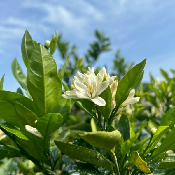 みかんの花が満開です!(^^)!