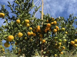 「この季節がやってきた！頂みかんの収穫間近＆富士柿も登場」