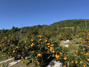 【頂みかん】収穫が本格スタート！