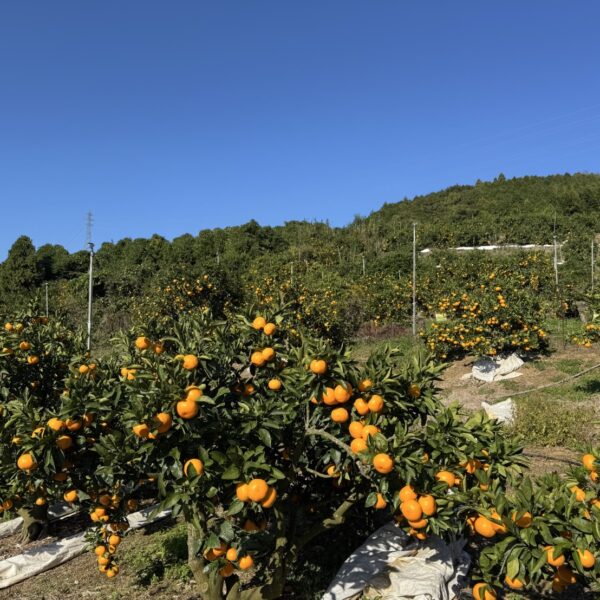 【頂みかん】収穫が本格スタート！