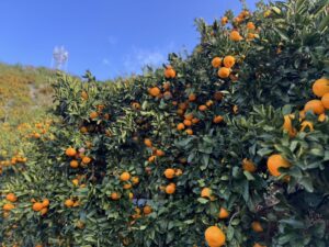 年末年始の営業・発送についてのお知らせ