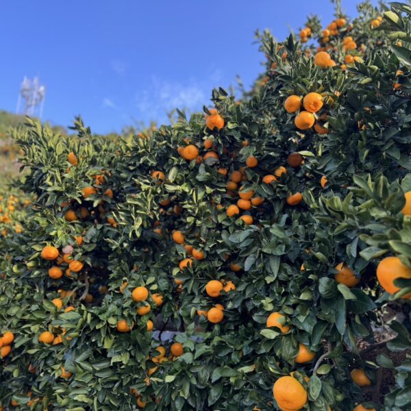 年末年始の営業・発送についてのお知らせ