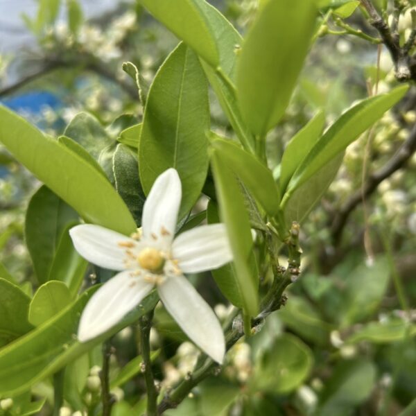 今年もみかんの花が少しずつ咲き始めました